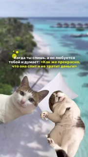 Тем временем спонсоры моей бессонницы ночью: ….