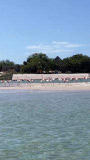 Делюсь с вами первозданной красотой! Впервые так близко вижу целую стаю фламинго…