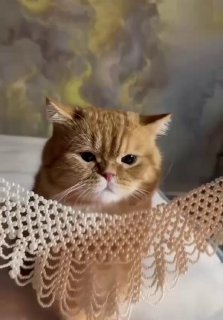 Когда напокупала всякой фигни на Али, пр…