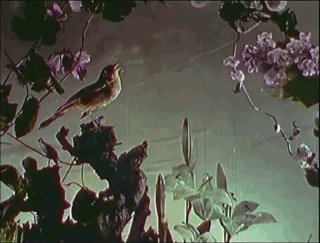 «Голос соловья» / «La voix du rossignol»…
